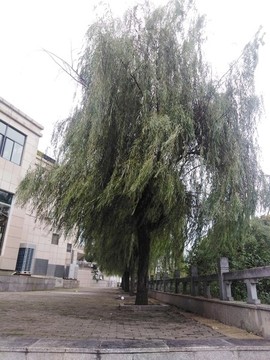 楊柳依依