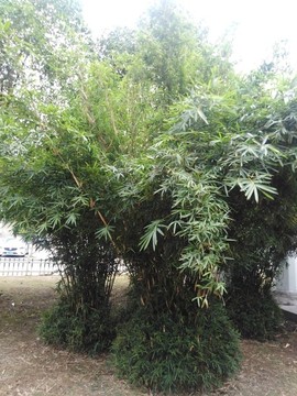 竹