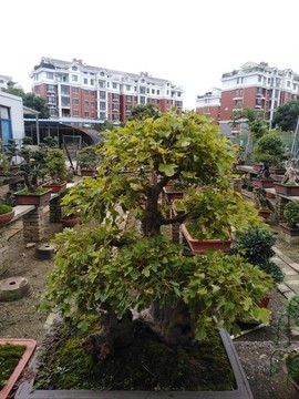 雞公樹