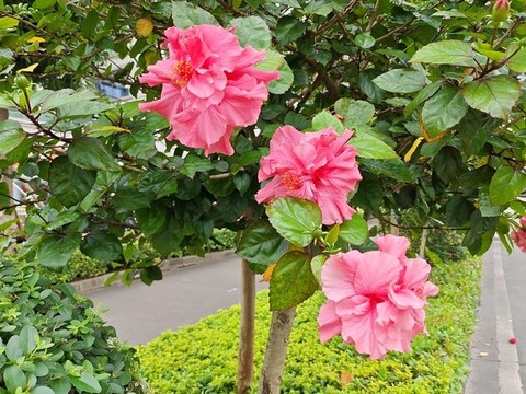 花