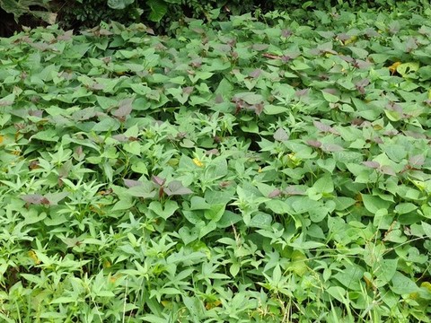蕃薯葉