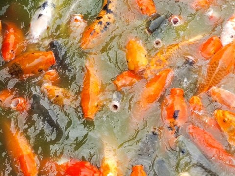 鯉魚