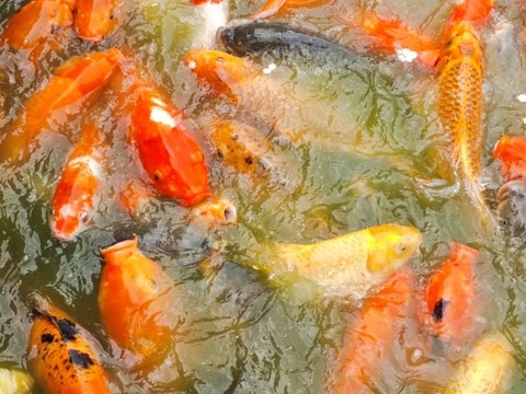 鯉魚