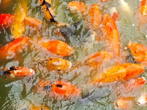 鯉魚