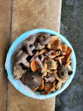 樅菌