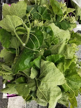 新鮮綠葉蔬菜