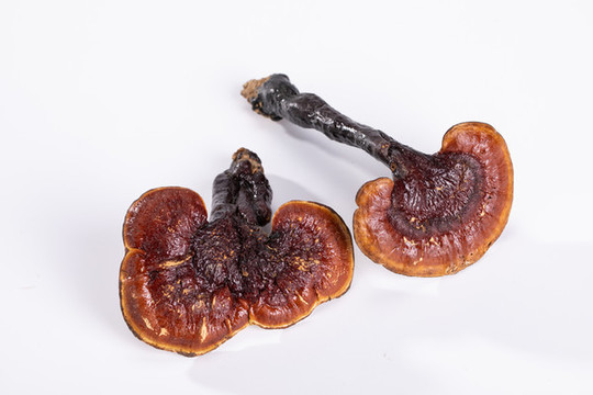 靈芝高清素材拍攝