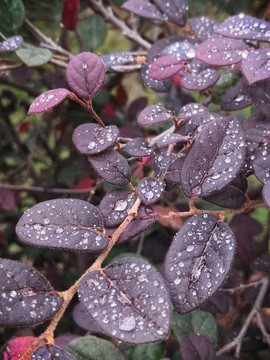雨露