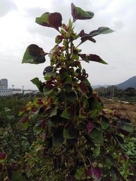 紅莧菜