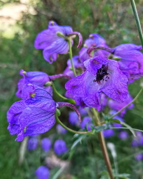 光序翠雀花