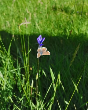 大花扁蕾