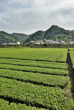 生態(tài)茶園