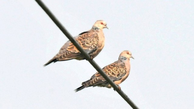 山斑鳩