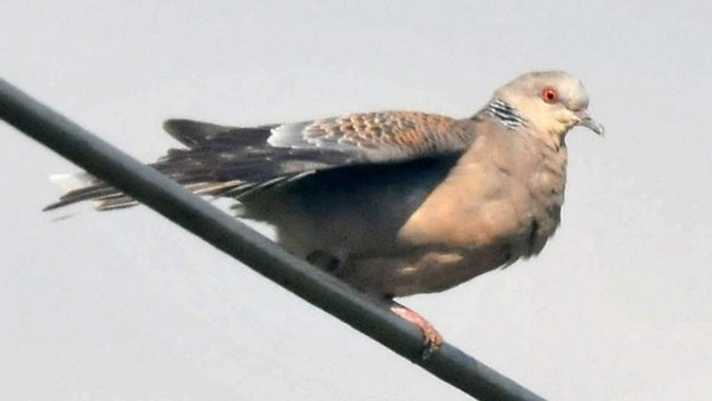 山斑鳩