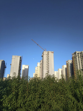清晨社區(qū)桃園
