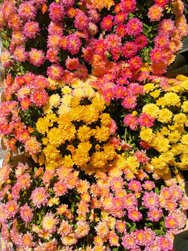 菊花