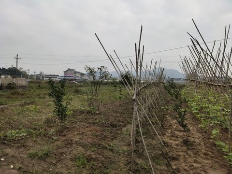 蔬菜種植