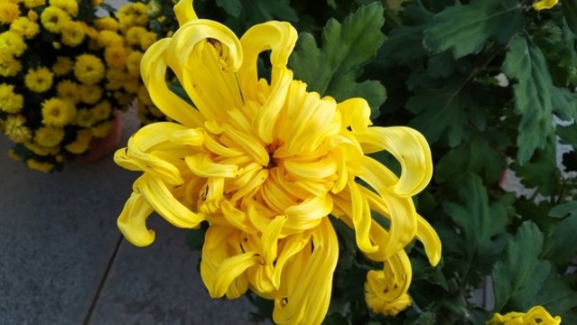 菊花