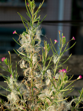 柳葉菜科植物小花柳葉菜