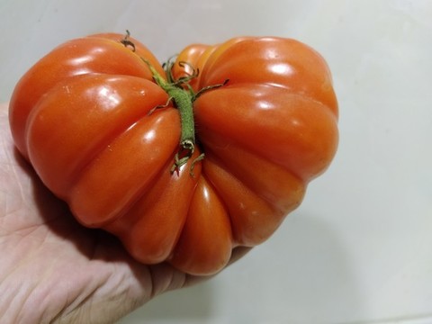 馬蹄西紅柿