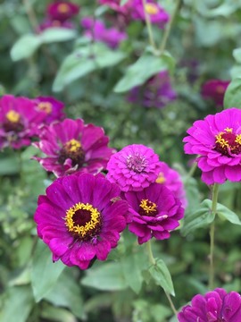 百日菊