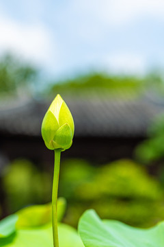 上海古猗園夏天