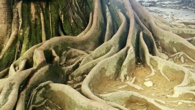 榕樹根
