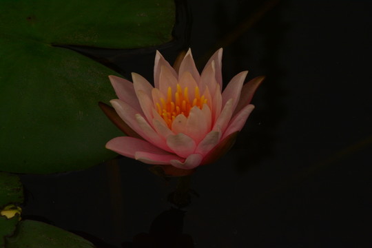 夜晚荷花