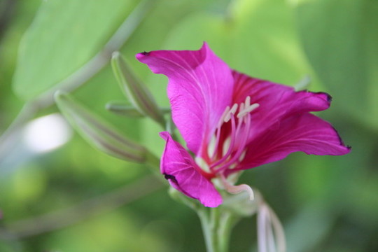紫荊花