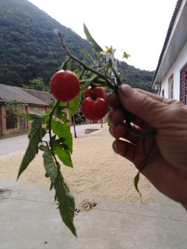 野西紅柿
