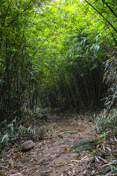 山中竹林小路