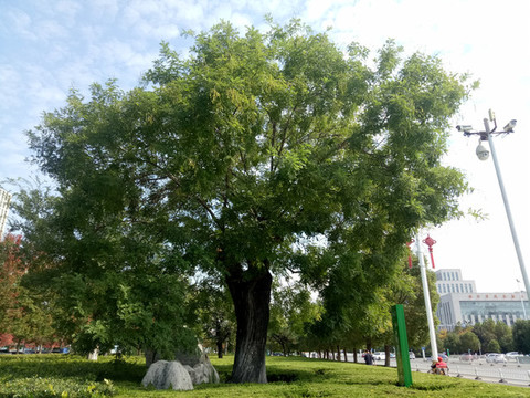 老槐樹藍天白云