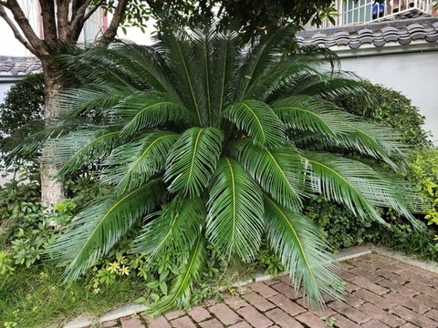 蘇鐵