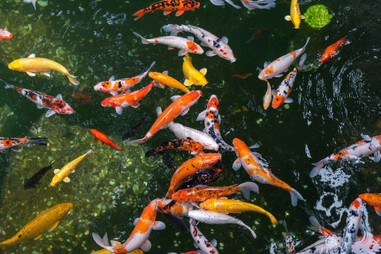錦鯉魚