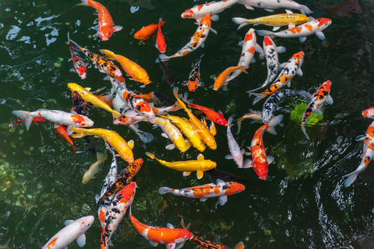 錦鯉魚