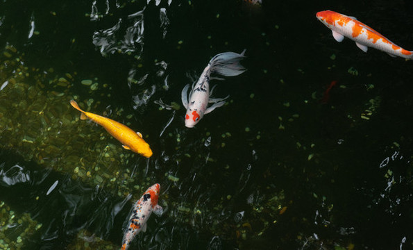錦鯉魚