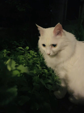 萌寵高顏值獅子貓