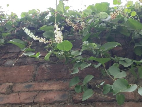 綠植墻
