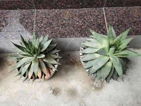 蘆薈特寫
