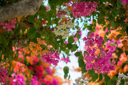 簕杜鵑花卉背景