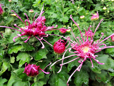 菊花
