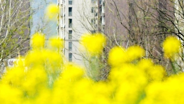 嫩黃的初春