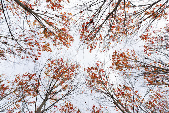 紅葉