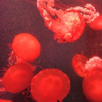 紅色水母