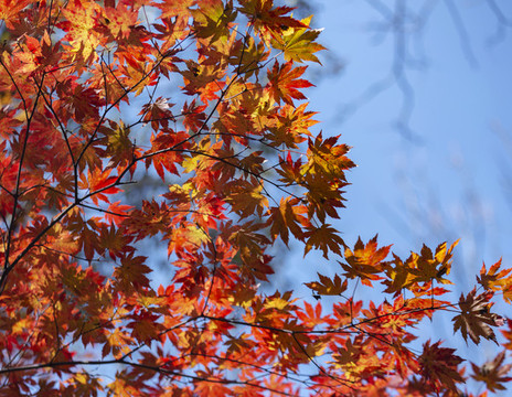 紅葉