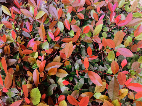 紅樹葉