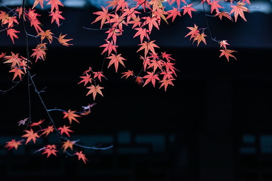 曲院風(fēng)荷秋色