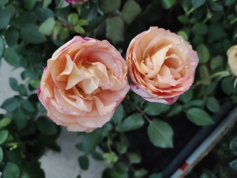 兩只玫瑰花