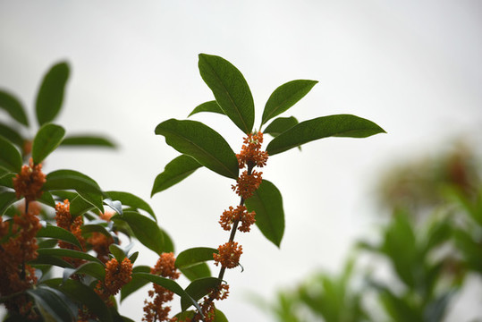 桂花