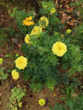 西番菊